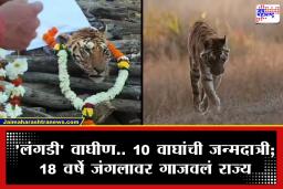 Pench Langadi Tigress Death : पेंचची शान.. ‘लंगडी’ वाघिणीचा अंत! 18 वर्षे गाजवलं जंगल; ‘द जंगल बुक’च्या प्रेरणाभूमीतील राणीला सलाम