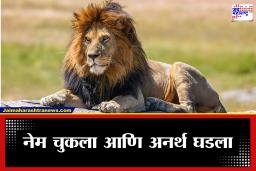 Forest Officer Death: एका छोट्याशा चुकीमुळे सर्वकाही संपलं; सिंहाला बेशुद्ध करण्यासाठी मारण्यात आलेलं इंजेक्शन चुकून…