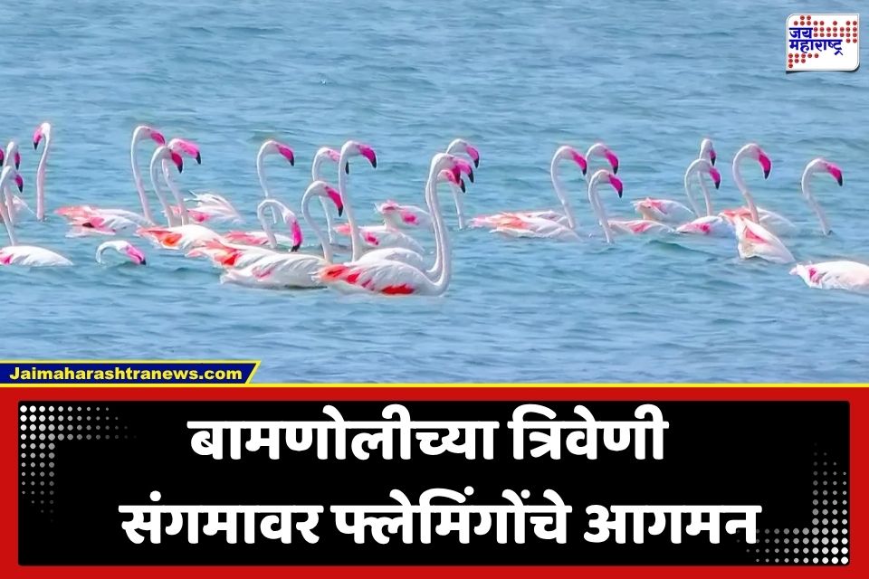Flamingo Birds at Bamnoli: कोयनेच्या निळ्याशार पात्रात गुलाबी लाट; शिवसागर जलाशयात परदेशी फ्लेमिंगोंचे आगमन