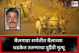 Bullock Cart Race Tragedy: आयोजकांचा हलगर्जीपणा जिवावर बेतला! ना रुग्णवाहिका ना पोलीस बंदोबस्त; अनियंत्रित बैलाच्या धडकेत 35 वर्षीय तरुणाचा करुण अंत