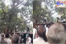 Monkey Showered Money Video : माकडाच्या हातात नोटांची बंडलं..! लोकांवर पाडला पैशांचा पाऊस..