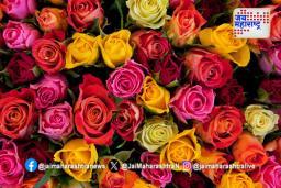 Valentine Day Special : प्रेमाच्या आठवड्यात द्या ‘हे’ गुलाब