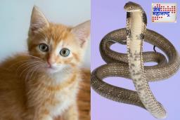Cat and Snake Fight For Rat : ‘कशी नशीबानं थट्टा आज मांडली..’, शिकार मिळवण्यासाठी मांजर आणि सापाचं भांडण; मग उंदीर कुणाचा? ..माणसाचा…