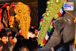 ‘महादेवी’ हत्तीण नांंदणीत परतणार का? वनताराकडून हालचालींना वेग