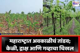 Unseasonal Rain: ‘हातातोंडाशी आलेला घास अवकाळीने हिरावला’; राज्यातील 29 जिल्ह्यांत निसर्गाचे तांडव, दोन लाख हेक्टरवरील पिके भुईसपाट