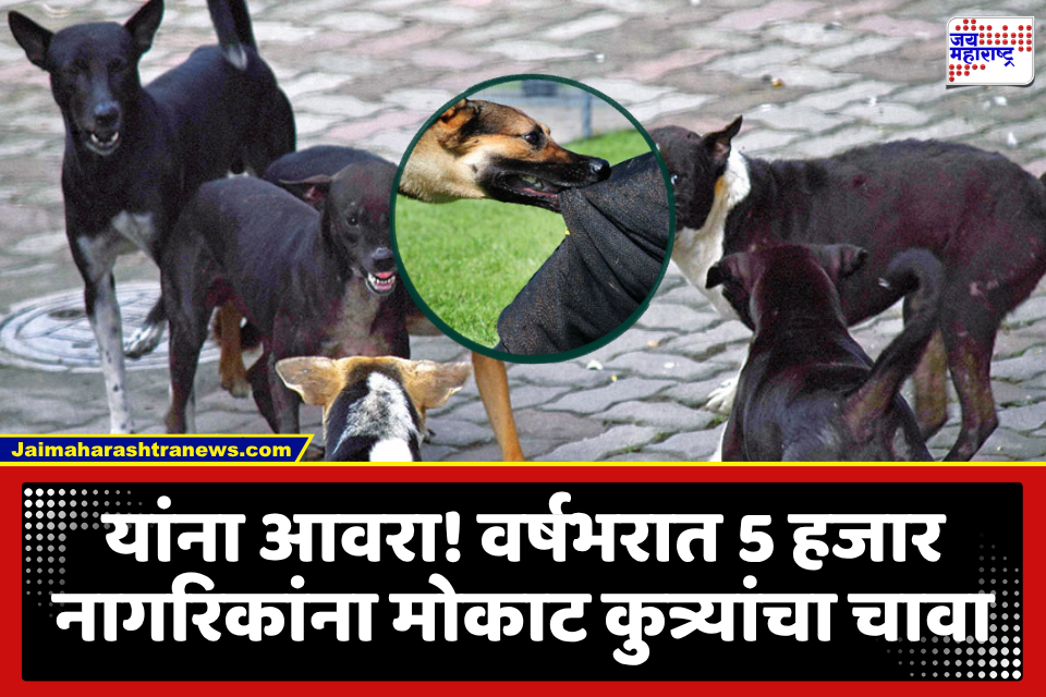 Stray Dogs Issue : दहशत! दिवसाला 13 जणांना मोकाट कुत्र्यांचा चावा; हल्ल्यात दोन चिमुकल्याचा बळी, तर दोन बालके गंभीर