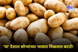 Most Expensive Potato : बापरे!! 1 किलो बटाट्याची किंमत 1 लाख रुपये; खरेदीसाठी लोक लावतात चक्क रांगा