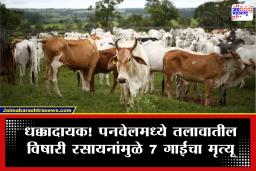 Panvel 7 Cows Death:  पनवेलमध्ये तलावातील विषारी रसायनांमुळे 7 गाईंचा दुर्दैवी मृत्यू; सिडको अधिकाऱ्यांवर गुन्हे दाखल करण्याची आमदार विक्रांत पाटील यांची मागणी