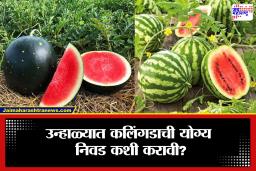 Watermelon: पट्टेरी की गडद हिरवं? उन्हाळ्यात कोणतं कलिंगड जास्त फायदेशीर? जाणून घ्या