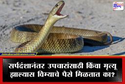 Snake Bite Insurance : साप चावल्यानंतर मेडिक्लेम मिळतो का? काय आहेत विमा कंपन्यांचे नियम; वाचा सविस्तर माहिती