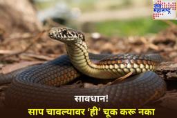 साप चावल्यावर काय करावे? ‘या’ कृतीमुळे वाचू शकतो एखाद्याचा जीव