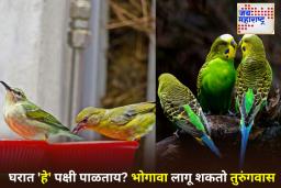 Don’t Keep These Birds at Home: सावधान! घरात ‘हे’ 5 पक्षी पाळल्यास होऊ शकते तुरुंगवासाची शिक्षा; काय आहे नियम? जाणून घ्या
