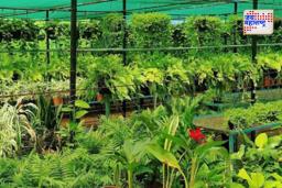 Bhandara: रोपवनातील 26 हजार रोपटी वन्यप्राण्यांनी केली नष्ट; सामाजिक वनीकरणाच्या कारभारावर प्रश्नचिन्ह, वनमंत्र्यांकडे केली तक्रार