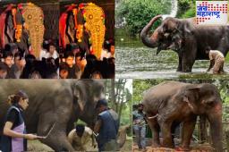 Vantara Elephant Update : ‘मिच्छामि दुक्कडम! वनताराने मागितली क्षमा; नांदणीत माधुरी हत्तीणीसाठी दूरस्थ केंद्र उभारण्याचा प्रस्ताव