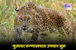 Pune Leopard Attack: भीतीचं सावट !  शाळकरी मुलावर बिबट्याचा हल्ला, प्रतिकार केला पण…