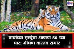 Tigers’ Deaths : वाघांचे अस्तित्व धोक्यात! उच्च न्यायालयाकडून केंद्र आणि राज्य सरकारला नोटीस; ‘टायगर स्टेट’मधील मृत्यूसत्रामुळे खळबळ