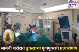 Pig Lung Transplant in Human: वैद्यकीय क्षेत्रातील मोठे यश! चीनमध्ये डुकराच्या फुफ्फुसाचे मानवी शरीरात यशस्वी प्रत्यारोपण