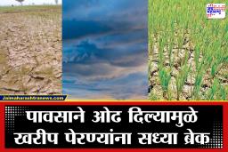 Rain Update Kharif Sowing:  पावसाची दडी, घाईगडबडीत खरीप पेरणी करणाऱ्या शेतकऱ्यांना कृषी अधिकाऱ्यांचा मोलाचा इशारा