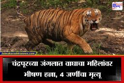 Chandrapur Tiger Attack: मोठी बातमी! चंद्रपूरच्या जंगलात 13 महिलांवर वाघाचा भीषण हल्ला; चार जणींचा जागीच अंत, गावात भीतीचं वातावरण