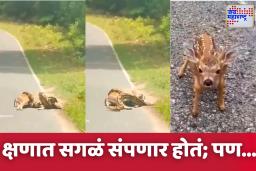 Python Attack Video : अजगराच्या विळख्यात हरणाचं पाडस, महिलेने असं काय केलं की शिकारीच पळाला