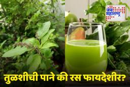 Tulsi Benefit: तुळशीची पाने की रस फायदेशीर, जाणून घ्या ‘या’ आजारांवर खात्रीशीर घरगुती उपाय