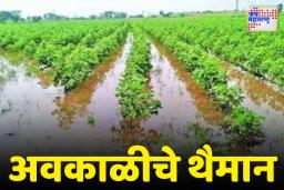 Unseasonal Rain: महाराष्ट्रात अवकाळीचा धुमाकूळ; अवकाळी पावसामुळे शेतकऱ्यांची चिंता वाढली