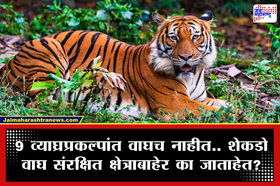 India Tiger Reserve Crisis: बापरे! देशातील 58 पैकी 38 व्याघ्रप्रकल्प बिकट स्थितीत; वाघांची संख्या वाढली पण…