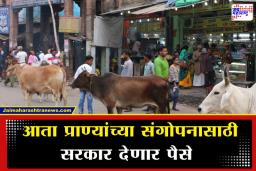 Stray Cattle : भटक्या प्राण्यांना सांभाळा अन् दरमहा कमवा 12 हजार रुपये… काय आहे सरकारची भन्नाट योजना