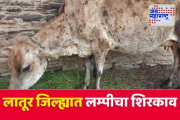 Latur: लातूरमधील 12 गावांमध्ये लम्पीचा शिरकाव; 2 जनावरांचा मृत्यू