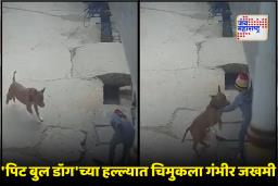 Pit Bull Attack Delhi: दिल्लीत 6 वर्षांच्या मुलावर ‘पिट बुल डॉग’चा जीवघेणा हल्ला; कानाचा लचका तोडला, मालकाला अटक