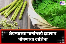 Moringa Health Benefits: उन्हाळ्यात शरीराला मिळेल थंडावा; ‘शेवग्याची पानं’ आहेत आरोग्यासाठी चमत्कारी वरदान; जाणून घ्या ‘हे’ जबरदस्त फायदे