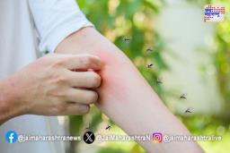 आता घरगुती पद्धतीने मच्छरांपासून सुटका! जाणून घ्या  जादुई उपाय