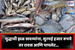 Fish Prices Increased:  मासोळी महागली! सुरमई-पापलेटला सोन्याचा दर, आता वार साजरे करण्याचेही वांदे