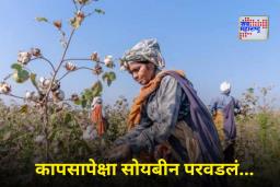 Maharashtra Cotton Cultivation: चार वर्षांत राज्यातील कापूस लागवडीत 4.59 लाख हेक्टरची घट; काय आहे यामागचं कारण?