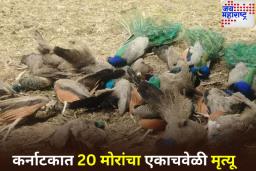 प्रदूषण की विषबाधा? कर्नाटकात एकाच दिवशी 20 मोरांचा संशयास्पद मृत्यू