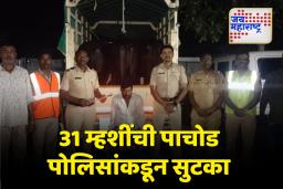 पैठण तालुक्यात 2 वाहनांसह 31 म्हशींची पाचोड पोलिसांकडून सुटका