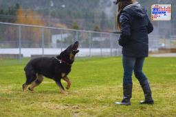 Why Dog Bark At Strangers : तुमच्यावर कुत्रा भुंकतोय? जाणून घ्या यामागचं वैज्ञानिक कारण