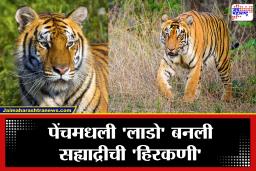Hirkani Tigress : सह्याद्रीच्या दऱ्याखोऱ्यांत ‘हिरकणी’ची डरकाळी! पेंचमधल्या ‘लाडो’चं थाटात आगमन