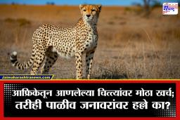 Kuno Cheetah : चित्त्यांसाठी रोज 35 हजारांचे मांस; वर्षाचा खर्च 1.27 कोटी; तरीही चित्ते गावात का पोहोचतात?