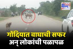 गोंदियाच्या आमगाव-देवरी महामार्गवर वाघाचे दर्शन