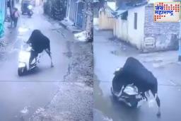 बैलानं धूम स्टाईलमध्ये चालवली स्कूटर; पहिल्याच ‘टेस्ट ड्राईव्ह’चा व्हिडिओ व्हायरल
