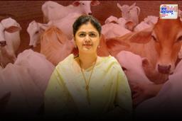 Cattle Preservation and Conservation Day: पंकजा मुंडेंचे देशी गोवंश संवर्धनासाठी महत्त्वपूर्ण पाऊल