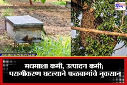Chhatrapati Sambhajinagar: ग्रामीण भागातून मधमाशा गायब; परागीकरण घटल्याने फळबागांच्या उत्पादनावर मोठा परिणाम, शेतकरी चिंतेत