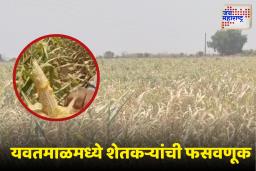 यवतमाळमध्ये मका लागवडीतील फसवणूक; 35 शेतकऱ्यांचे 120 एकरातील पीक वाया