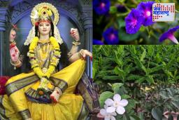 Shardiya Navratri 2025: नवरात्रौत्सवात घरात ही झाड नक्की लावा; मिळेल देवीची विशेष कृपा आणि होईल संपत्तीत वाढ