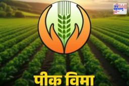 Crop Insurance: 1 रुपयात पीक विमा बंद, 7 लाख शेतकऱ्यांची सरकारकडे पाठ; योजना का फसली?