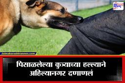 Ahilyanagar: अहिल्यानगर हादरलं! पिसाळलेल्या कुत्र्याने ४० जणांचा घेतला चावा; नागरिकांच्या सुरक्षेचा प्रश्न ऐरणीवर
