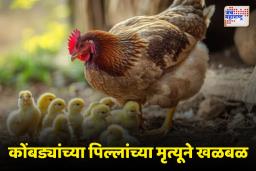 लातूरमध्ये 4 हजार 200 कोंबड्यांच्या पिल्लांचा मृत्यू