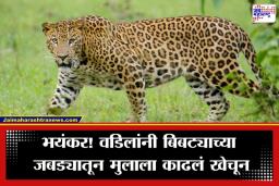 Gujarat Leopard Attack: बाप असावा तर असा! मुलाचा जीव वाचवण्यासाठी वडिलांची बिबट्याशी झुंज; भाला अन् विळ्याने…