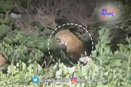 कात्रज घाटात बिबट्याचा मुक्त संचार